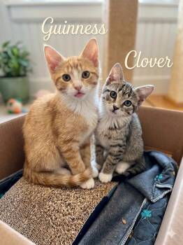 American Shorthair and Tabby Cats Available for Adoption in East Orange, New Jersey - Guinness & Clover | PetCurious
