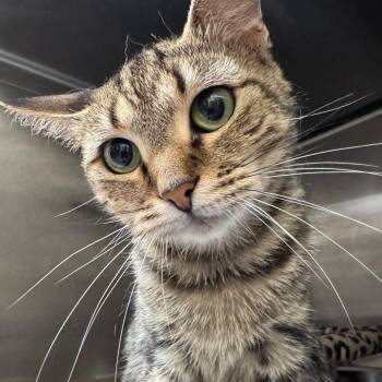 Dory -  Domestic Short Hair Cat for Adoption in Chapel Hill, North Carolina - Dory | PetCurious