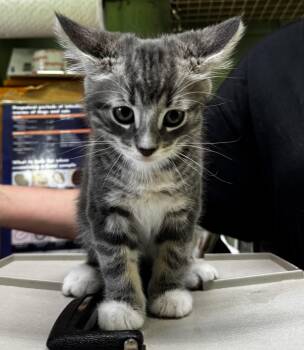Bo -  Domestic Short Hair Cat for Adoption in Honesdale, Pennsylvania - Bo | PetCurious