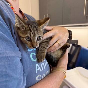 Quack -  Domestic Short Hair Cat for Adoption in Morganton, North Carolina - Quack | PetCurious