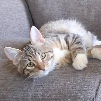 Burton -  Domestic Short Hair Cat for Adoption in Fairmont, Minnesota - Burton | PetCurious