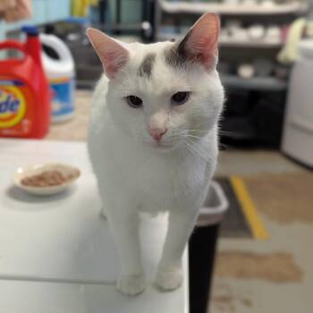Buzzy -  Domestic Short Hair Cat for Adoption - Buzzy | PetCurious