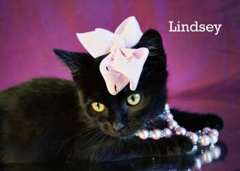 Rescue Domestic Short Hair Cats for Adoption in York, Nebraska - Lindsey | PetCurious