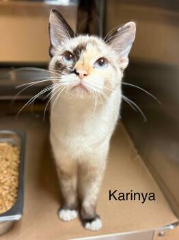 Siamese Cats Available for Adoption - Karinya - Tortie Point Siamese Kitten | PetCurious