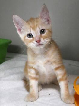 Marshall -  Domestic Short Hair and Tabby Cat for Adoption in Bloomingdale, New Jersey - Marshall | PetCurious