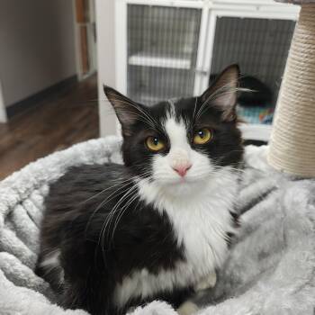 Eggplant -  Domestic Medium Hair Cat for Adoption in Oconto, Wisconsin - Eggplant | PetCurious