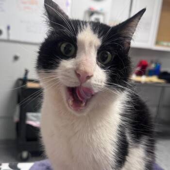 Lemur -  Domestic Short Hair Cat for Adoption in Greenville, South Carolina - Lemur | PetCurious