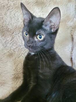 Domestic Short Hair Cats Available for Adoption in Gilberts, Illinois - CAT - Eileen | PetCurious