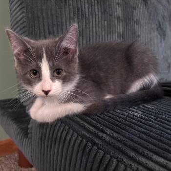 What C70739 -  Domestic Short Hair Cat for Adoption in Minnetonka, Minnesota - What C70739 | PetCurious
