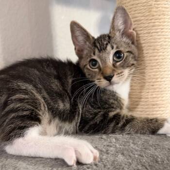 Acorn -  Domestic Short Hair Cat for Adoption in Midland, Texas - Acorn | PetCurious