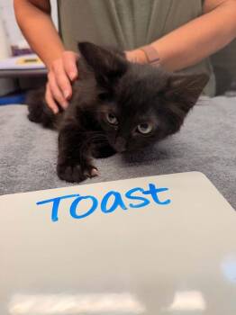 Toast -  Domestic Short Hair Cat for Adoption in Vancouver, Washington - Toast | PetCurious
