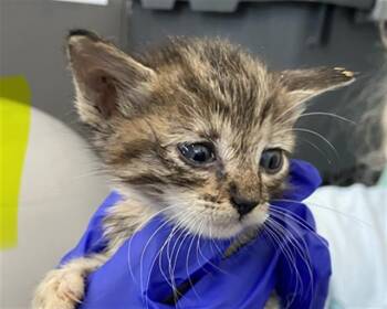 Domestic Short Hair Cats Available for Adoption in Dallas, Texas - HERA | PetCurious