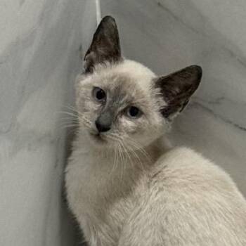 Sybil -  Siamese Cat for Adoption in Richmond, Virginia - Sybil | PetCurious