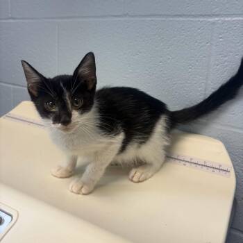 Brock -  Domestic Short Hair Cat for Adoption in Carencro, Louisiana - Brock | PetCurious
