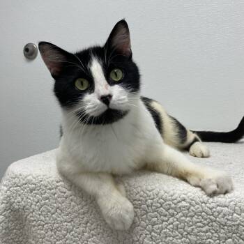 Rescue Domestic Short Hair Cats for Adoption in St. Helena, California - James | PetCurious