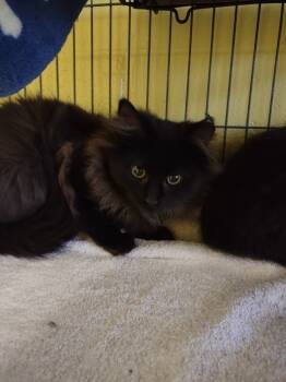 Rescue Domestic Long Hair Cats for Adoption in Hamilton, Ohio - Clarissa | PetCurious