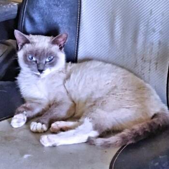 London -  Siamese Cat for Adoption in Rutherfordton, North Carolina - London | PetCurious