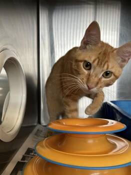 FIREBALL -  Domestic Short Hair Cat for Adoption in Corpus Christi, Texas - FIREBALL | PetCurious