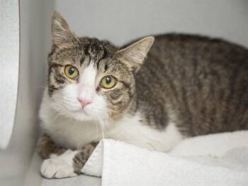 Domestic Short Hair Cats Available for Adoption in Phoenix, Arizona - SCOTCHAROO | PetCurious