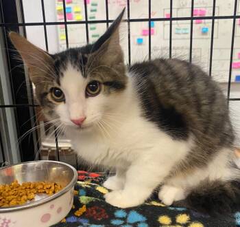 Mungo Jerrie -  Domestic Long Hair Cat for Adoption in Lockhart, Texas - Mungo Jerrie | PetCurious