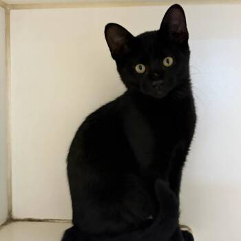 Becks -  Domestic Short Hair Cat for Adoption in Oak Brook, Illinois - Becks | PetCurious