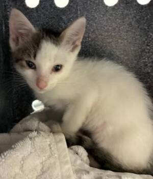 Bosco -  Domestic Short Hair Cat for Adoption in Gainesville, Florida - Bosco | PetCurious