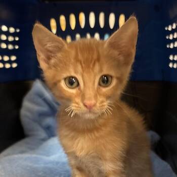 Spidey -  Domestic Short Hair Cat for Adoption - Spidey | PetCurious