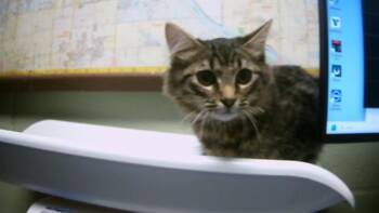 Rescue Domestic Medium Hair Cats for Adoption in Tulsa, Oklahoma - SHERLOCK HOLMES | PetCurious