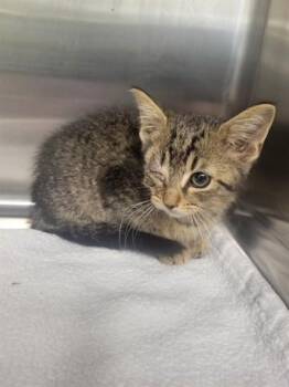 HANK -  Domestic Short Hair Cat for Adoption in Rowlett, Texas - HANK | PetCurious