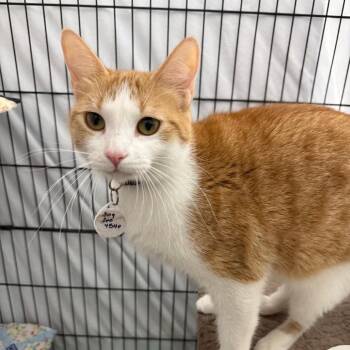Girl Garfield -  Domestic Short Hair Cat for Adoption in Normal, Illinois - Girl Garfield | PetCurious