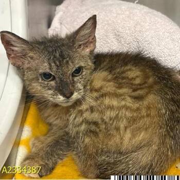 Julia -  Domestic Short Hair Cat Available for Adoption in West Palm Beach, Florida - Julia | PetCurious