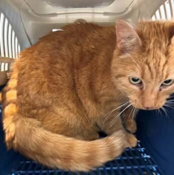 Miss Betty -  Domestic Short Hair Cat for Adoption in Providence Forge, Virginia - Miss Betty | PetCurious
