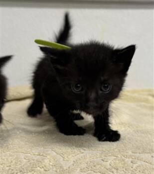 A886168 -  Domestic Short Hair Cat for Adoption in Camarillo, California - A886168 | PetCurious
