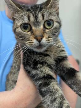 Rescue Domestic Short Hair Cats for Adoption in Rustburg, Virginia - Jellybean - At Shelter | PetCurious