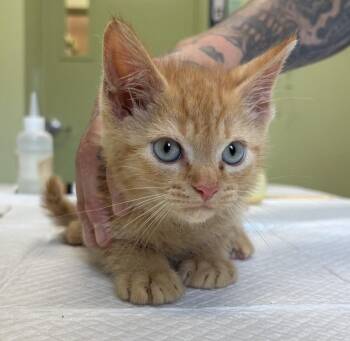 Mokie -  Domestic Short Hair Cat for Adoption in Warren, Pennsylvania - Mokie | PetCurious