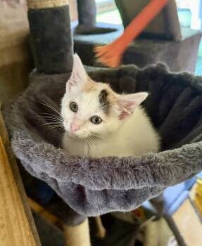 Rescue Tabby Cats for Adoption in Johnson City, Tennessee - Sprite | PetCurious