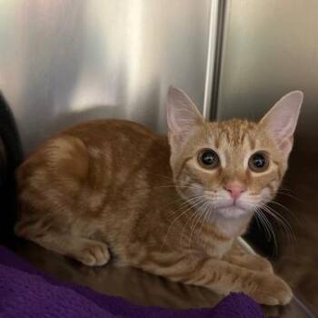 Domestic Short Hair Cats Available for Adoption in Fort Worth, Texas - Indira | PetCurious