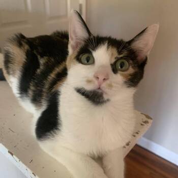 Rescue Domestic Short Hair Cats for Adoption in Buffalo, New York - Iris & Ingrid | PetCurious