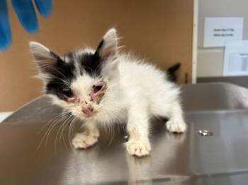 Rescue Domestic Medium Hair and Domestic Short Hair Cats for Adoption in Gray, Louisiana - Harper | PetCurious