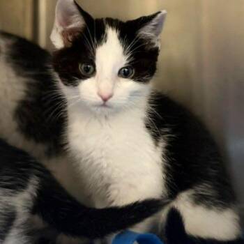 Angus -  Domestic Short Hair Cat for Adoption in Jacksboro, Tennessee - Angus | PetCurious