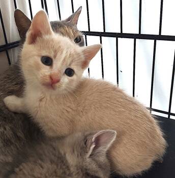 Manx and Domestic Short Hair Cats Available for Adoption in Albemarle, North Carolina - Penny Lane | PetCurious