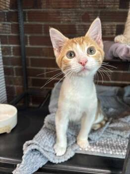 Rescue Domestic Short Hair Cats for Adoption in Statesboro, Georgia - Pistachio | PetCurious