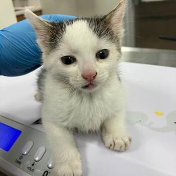 Luing Luing -  Domestic Short Hair Cat for Adoption in Las Cruces, New Mexico - Luing Luing | PetCurious