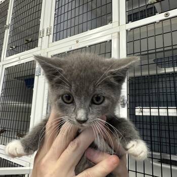 Shadow -  Domestic Short Hair Cat for Adoption in Ruckersville, Virginia - Shadow | PetCurious