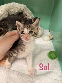 Sol -  Tabby Cat for Adoption in Crescent City, California - Sol | PetCurious