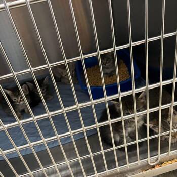 Griffin -  Domestic Short Hair Cat for Adoption in Kingman, Arizona - Griffin | PetCurious