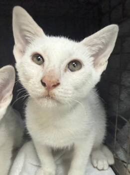 Bones -  Domestic Medium Hair and Domestic Short Hair Cat for Adoption in Honolulu, Hawaii - Bones | PetCurious