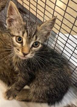 Domestic Short Hair Cats Available for Adoption - FLOWER | PetCurious