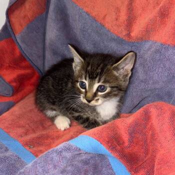 Dunn -  Domestic Short Hair Cat for Adoption in Crookston, Minnesota - Dunn | PetCurious
