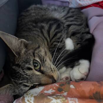 Rescue Domestic Short Hair Cats for Adoption in Lakeland, Florida - Velkan | PetCurious